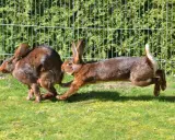 Zwei braune Kaninchen jagen sich im Kreis über eine grüne Wiese vor einem Zaun.