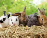 Fünf süße Kaninchen, darunter ein Kalifornier Kaninchen, kuscheln sich im Heu.