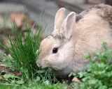 Ein flauschiges Kaninchen knabbert genüsslich an frischem Schnittlauch.