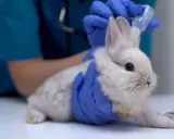 Tierarzt gibt einem Kaninchen mit Traumeel Tropfen.