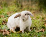 Ein flauschiges weißes Kaninchen sitzt im Gras. Es fragt sich, warum buddeln Kaninchen, vielleicht um sich zu verstecken oder ein Nest zu bauen.