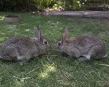 Zwei Kaninchen beschnuppern sich, vielleicht wird hier die Kaninchen Rangordnung ausgehandelt.