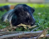 Ein schwarz-weiß geflecktes Ahorn Meerschweinchen liegt im Gras und knabbert an einem Blatt.