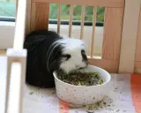 Ein flauschiges Meerschweinchen mit schwarz-weißer Fellzeichnung frisst genüsslich aus einem Sternen-Napf mit trockenfutter.