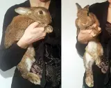 Person hebt ein braunes Kaninchen hoch.