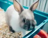 Kleines Kaninchen im Käfig, das stubenrein machen lernt.