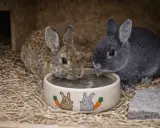 Zwei Kaninchen trinken aus einem Napf. Die Frage, wie viel trinken Kaninchen am Tag, ist wichtig für ihre Gesundheit.