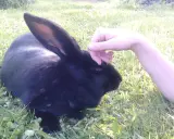 Eine Hand streichelt sanft ein schwarzes Kaninchen im Gras.