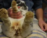 Kaninchen after mit kot verklebt, die Pfoten sind ebenfalls verschmutzt.