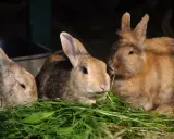 Drei Kaninchen fressen genüsslich frisches Grün. Sie zeigen, was fressen wildkaninchen: Gras und Kräuter.