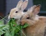 Zwei Kaninchen fressen genüsslich grünes Blattgemüse. Hoffentlich haben sie keine kaninchen zahnprobleme, denn das Futter sieht lecker aus.