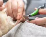 Hände schneiden vorsichtig die Krallen eines Meerschweinchens mit einer kleinen Schere.