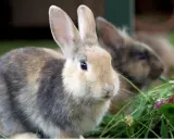 Zwei Kaninchen fressen im Gras. Ein Kaninchen mit braun-grauem Fell und hellem Gesicht ist im Vordergrund. Ein weiteres Kaninchen ist unscharf im Hintergrund zu sehen.