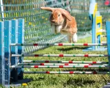 Ein braunes Kaninchen fliegt über ein Hindernis. Man sieht, wie hoch springen kaninchen bei diesem Agility-Parcours.