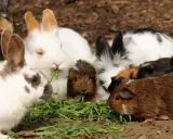 Eine Gruppe von Meerschweinchen und Kaninchen teilt sich genüsslich frisches Gras.