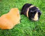 Zwei Meerschweinchen, eines orange und eines schwarz-gelb gestreift, genießen das Gras.