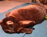 Ein braunes Kaninchen liegt entspannt auf einer blauen Decke. Es scheint, als ob das Kaninchen rammelt ununterbrochen, aber es ist nur ein Traum.