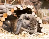 Zwei niedliche Zwergwidder, braun und grau, kuscheln sich in ihrem Unterschlupf aus Holz.