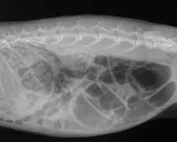 Röntgenbild eines Kaninchens. Der Bauch ist stark aufgebläht, was auf einen gluckernenden Darm hindeutet.