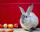 Ein flauschiger Castor Rex Hase sitzt vor einer roten Wand, daneben liegen Äpfel und Karotten.