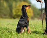 Schwarzer Dobermann sitzt im Gras, Blick nach oben. Ähnlich wie Dominanzverhalten Kaninchen Weibchen, zeigt der Hund Aufmerksamkeit.