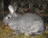 Ein graues kleinchinchilla kaninchen sitzt auf Stroh in einem Käfig.