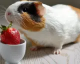 Ein Meerschweinchen nascht genüsslich von einer Erdbeere in einem kleinen weißen Napf.