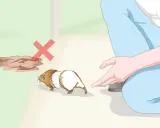 Ein Meerschweinchen wird von einer Person gehalten. Daneben ist eine Pfütze mit einem roten Kreuz, was bedeutet, dass Meerschweinchen baden nicht gut ist.