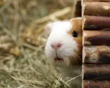 Ein Meerschweinchen lugt neugierig aus seinem Holzhaus. Wie viel Platz brauchen 2 Meerschweinchen? Genug, um sich wohlzufühlen und zu spielen!