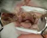 Nahaufnahme eines Kaninchens mit einem Abszess im Auge, der mit Tupfern und Instrumenten behandelt wird.