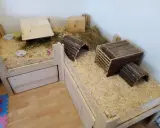 Ein geräumiger Meerschweinchenstall, den man selber bauen kann, mit Holzrampen, Häusern und viel Einstreu.