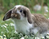 Ein süßes Kaninchen zittert leicht im Gras, umgeben von Gänseblümchen.