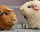 Zwei Meerschweinchen, eines rotbraun, das andere hellgelb, teilen sich ein Stück Petersilie. Die Anschaffung von Meerschweinchen ist nicht teuer.