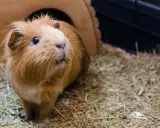 Ein flauschiges Meerschweinchen sitzt auf einer dicken Schicht Heu vor seinem Holzhaus.