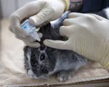 Tierarzt gibt einem Kaninchen ohne Fell Augentropfen.