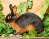 Ein Lohkaninchen schwarz mit braunen Akzenten sitzt inmitten grüner Blätter und kleiner Blüten auf Holz.