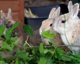 Drei Kaninchen verstecken sich hinter grünen Blättern. Eines schaut neugierig hervor, während die anderen beiden genüsslich fressen. Rotkohl ist eine ihrer Lieblingsspeisen.