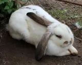 Ein weißes Kaninchen mit braunen Flecken und Schlappohren liegt entspannt im Dreck. Die Ohren sind ein guter Indikator für die Kaninchen Temperatur.