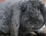 Grauer Meißner Widder mit langen Schlappohren. Ein süßer Hase, den man kaufen kann.