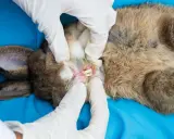 Tierarzt untersucht Kaninchenmaul auf Abszess. Hausmittel können bei leichten Entzündungen helfen, aber bei Verdacht auf Abszess ist professionelle Hilfe nötig.