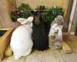 Drei Kaninchen, weiß, schwarz und gefleckt, stehen vor einem Futterkorb mit frischem Grün. Ein perfekter futterplan kaninchen.