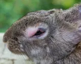 Nahaufnahme eines Kaninchenkopfes mit gereiztem Auge, möglicherweise durch einen Parasiten verursacht.