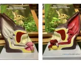 Modell eines Kaninchenohrs, das die Anatomie zeigt. Ein Buch über Kaninchenernährung und Gesundheit ist im Hintergrund zu sehen.