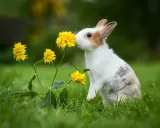 Ein neugieriges Kaninchen mit einem sanften Charakter schnuppert an gelben Blumen im Gras.