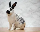 Ein niedliches Wiener Kaninchen mit schwarzen Flecken und langen Ohren sitzt auf einem Holzboden vor einem marmorierten Hintergrund.