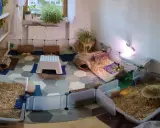 Ein geräumiges Meerschweinchen Gehege, inspiriert von Kallax Regalen, mit viel Einstreu, Häusern und Verstecken für die kleinen Nager.