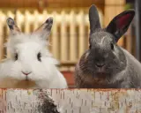 Zwei Kaninchen, ein weißes und ein graues, schauen neugierig über einen Holzrand. Hoffentlich keine kaninchen allergie!