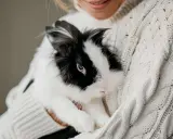 Ein schwarz-weißes Kaninchen kuschelt sich in eine Person, die einen dicken Strickpullover trägt.