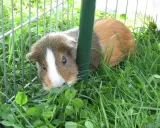Ein neugieriges Meerschweinchen mit weißer Blesse schaut aus dem Gras hervor. Es ist in einem Gehege, umgeben von grünem Giersch.