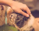 Eine Hand streichelt sanft ein Meerschweinchen. Ein weiteres Meerschweinchen ist im Hintergrund zu sehen.